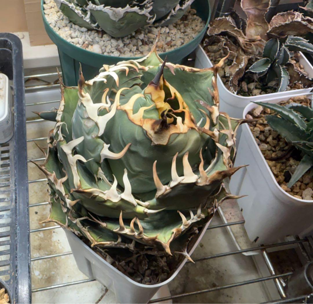 Collection オテロイ / 購入時名称スーパーチタノタ 悪魔くん