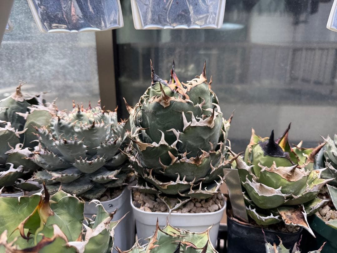 Collection オテロイ / 購入時名称スーパーチタノタ 悪魔くん