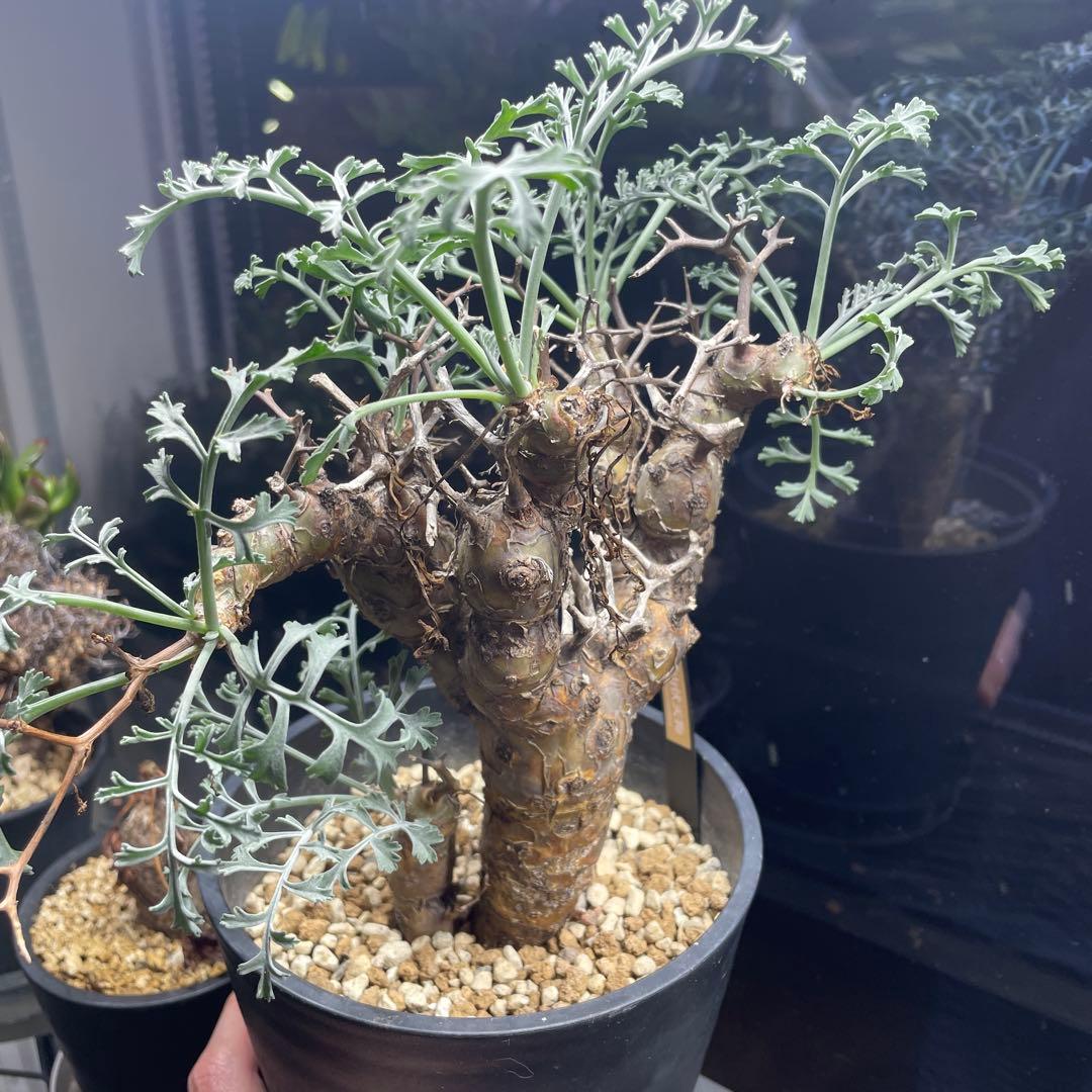 ペラルゴニウム・クリズミフォリウム②