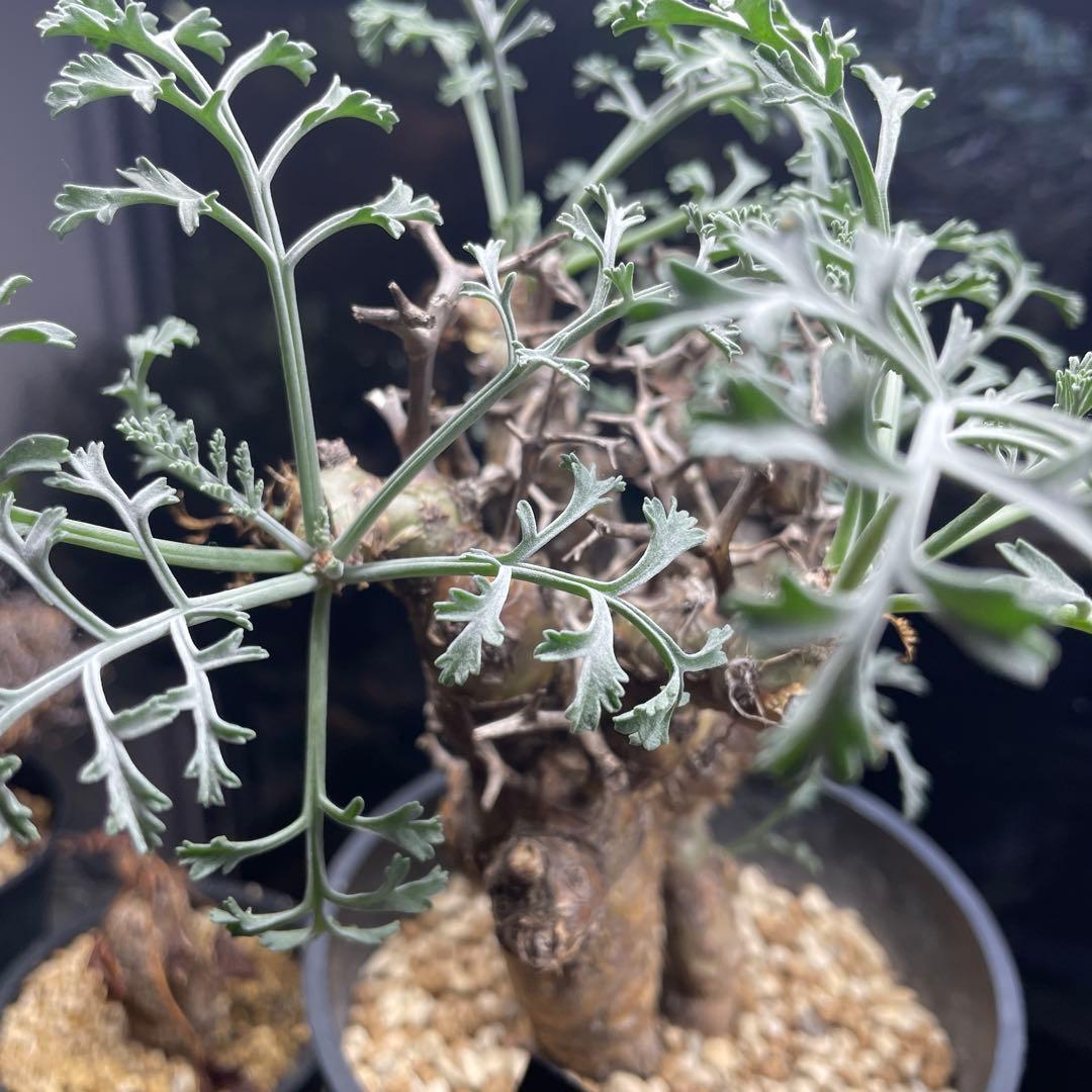 ペラルゴニウム・クリズミフォリウム②