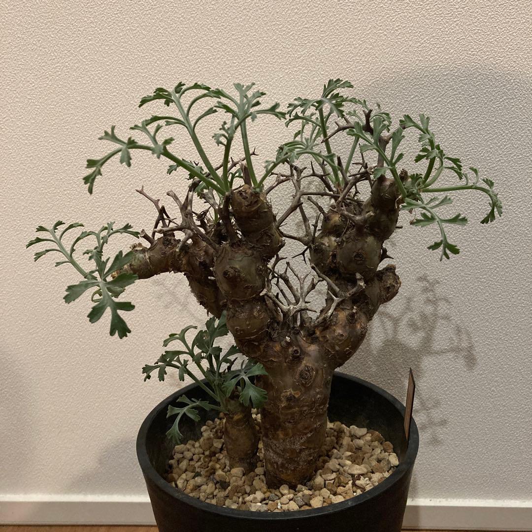 ペラルゴニウム・クリズミフォリウム②