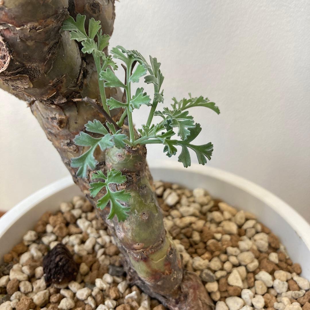 ペラルゴニウム・クリズミフォリウム②