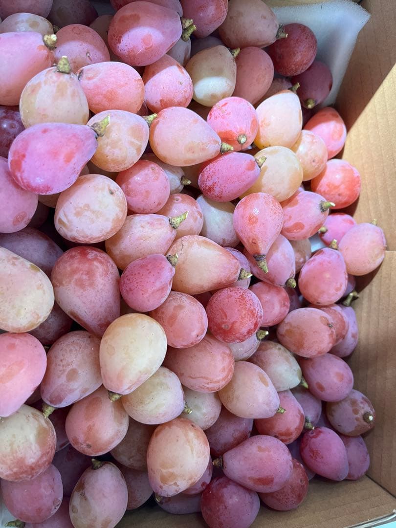 クインニーナ5キロ粒のみ