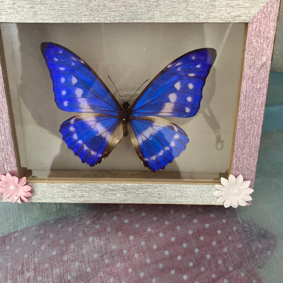 キプリスモルフォ♂