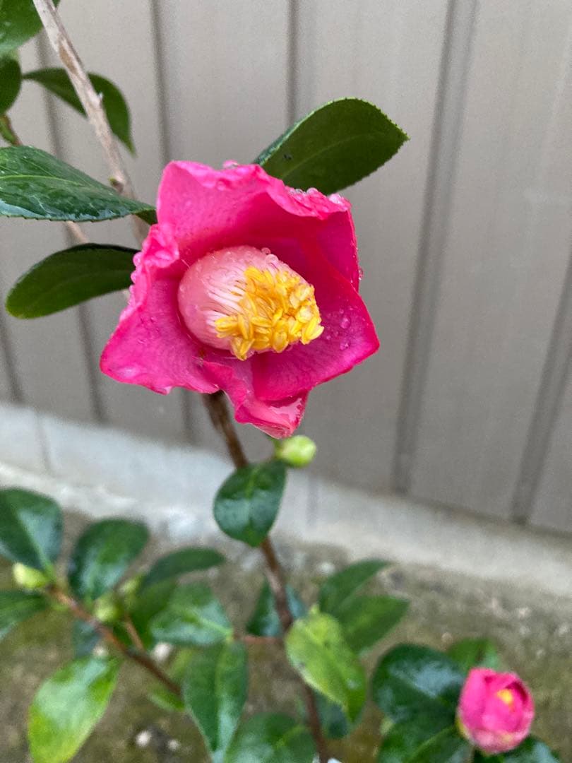 椿(ツバキ)接木苗　藤衣