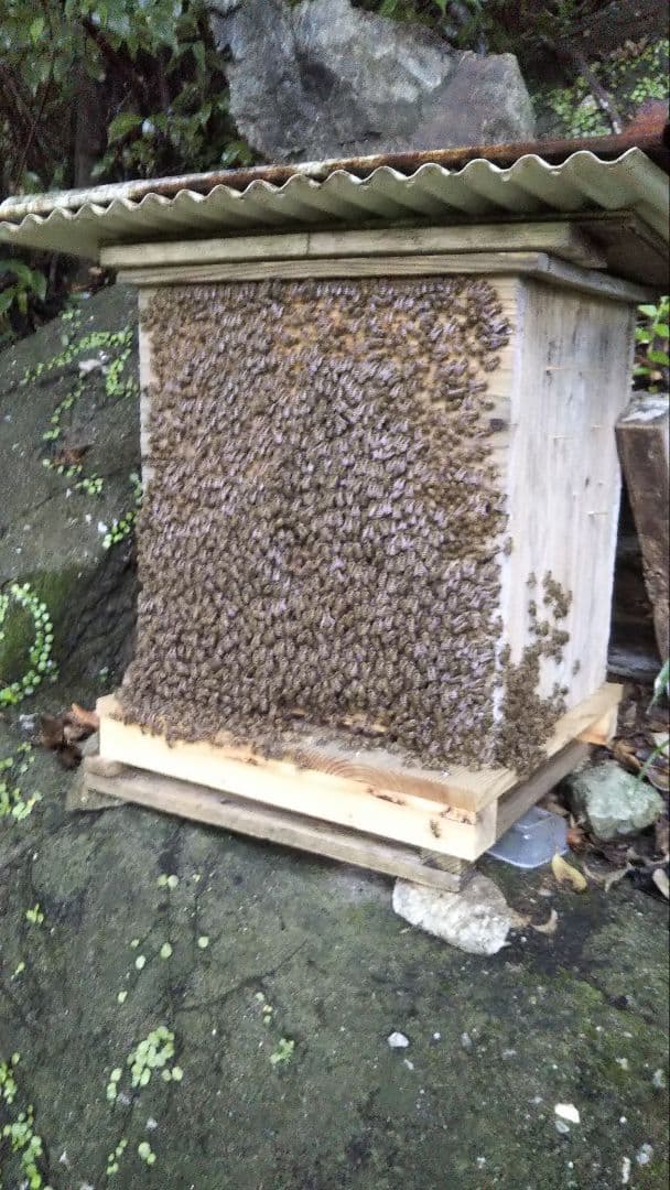 南国土佐の百花蜜　ニホンミツバチ蜂蜜　無添加　無加工　たれ蜜