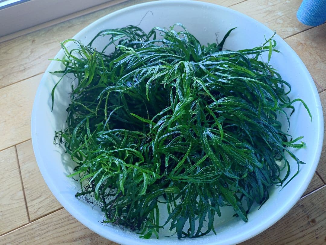 【超特価】ミクロソリウムトライデント　200葉以上　ブセsp（おまけ）