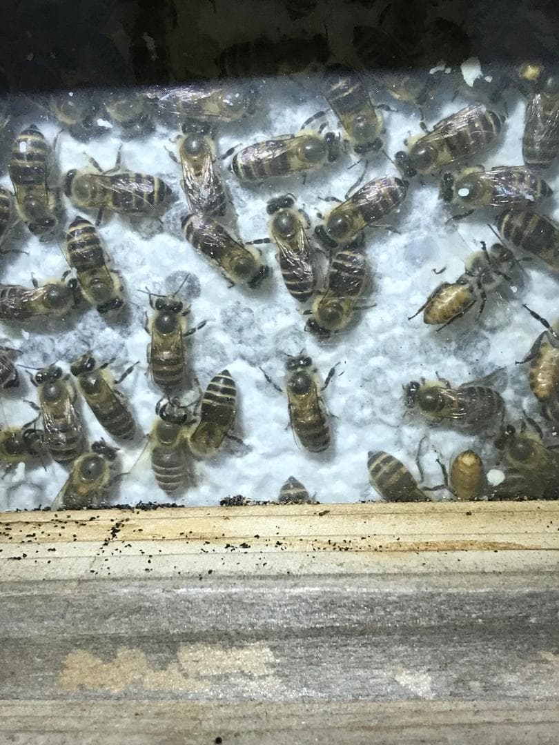 日本ミツバチ純粋100%蜂蜜 600g×4本