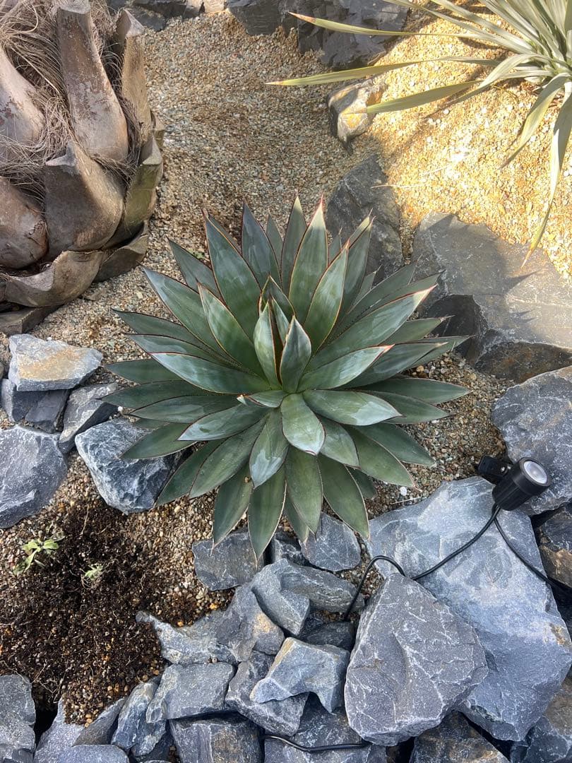 ブルーグロー　大株