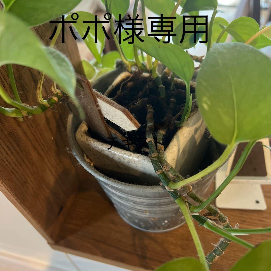 ポポ　『新品未開封』ディズニー ミッキー&ミニーワッフルメーカー 6枚焼き