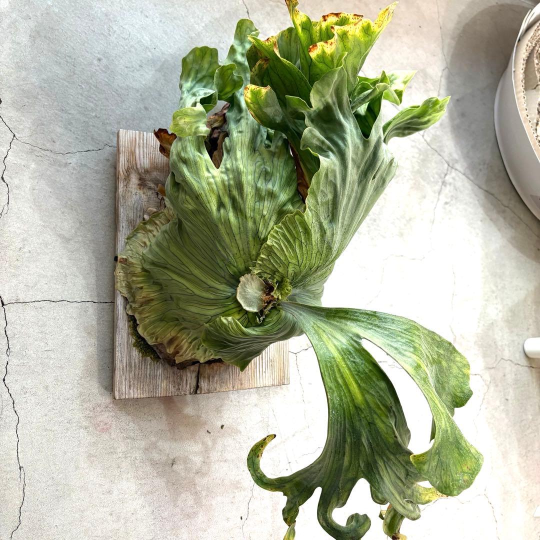 ビカクシダ　ワンダエドワーフ