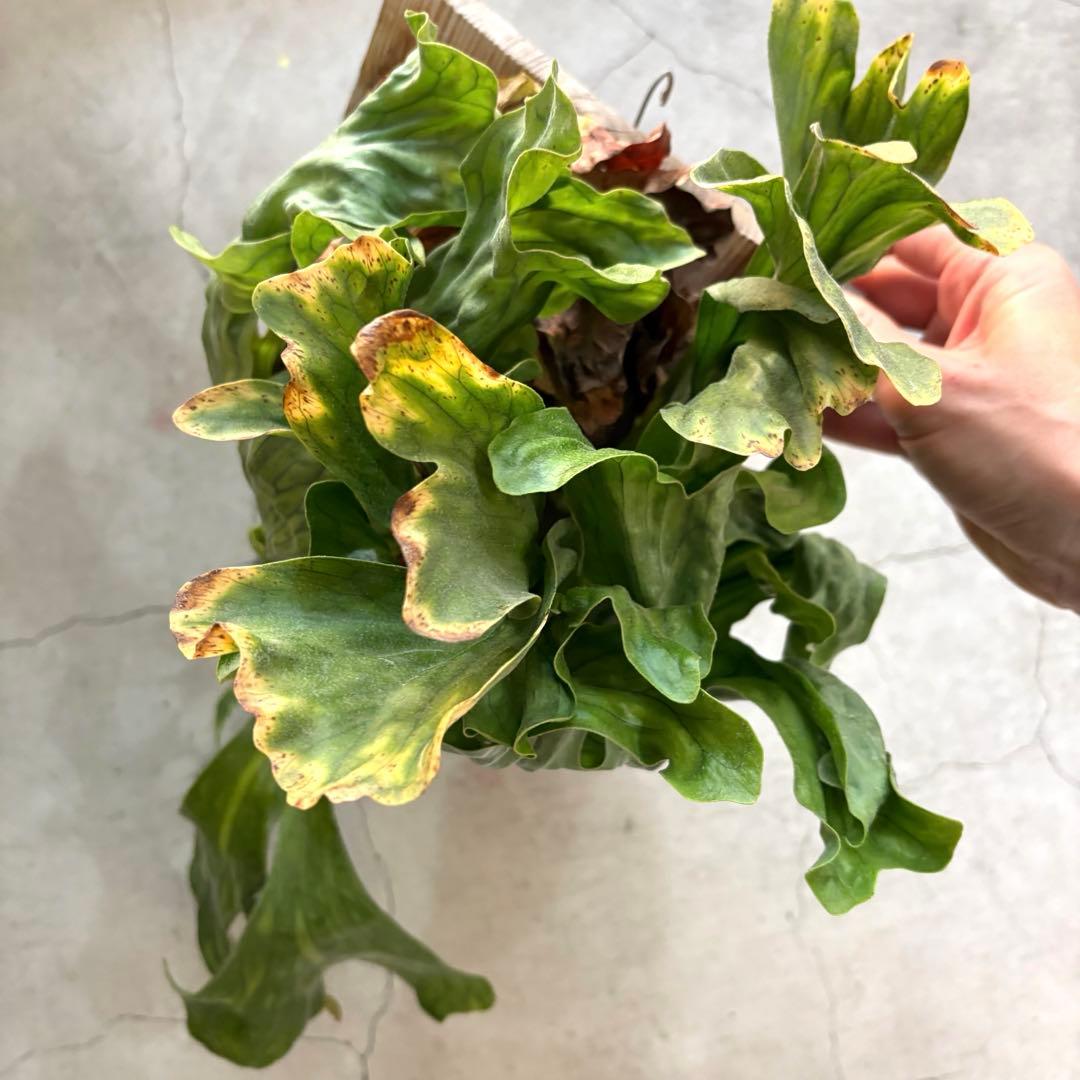 ビカクシダ　ワンダエドワーフ