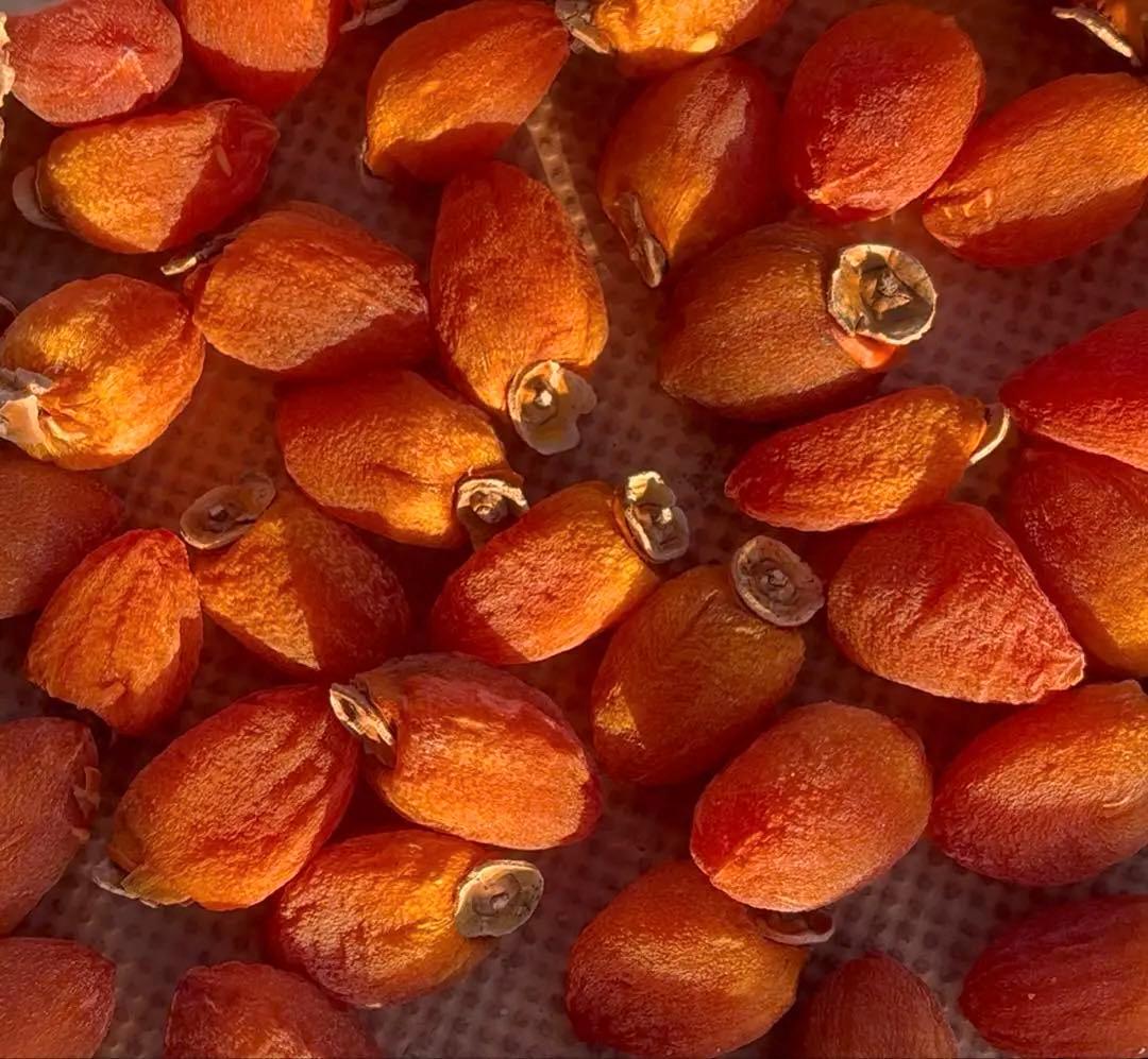 市田柿 14袋セット 約3.5kg