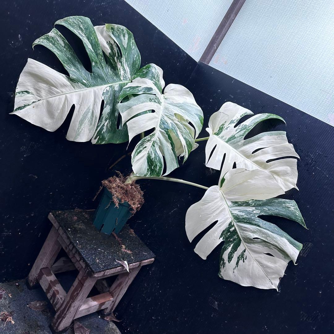 ひ*読様 斑入りモンステラ ホワイトタイガー極美大株cm白斑多