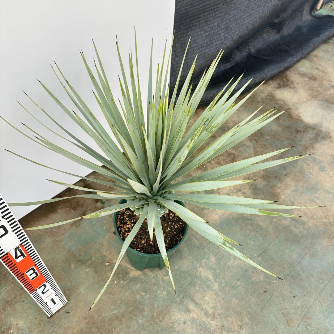 ユッカ　ロストラータ【21-403】シルバーブルー