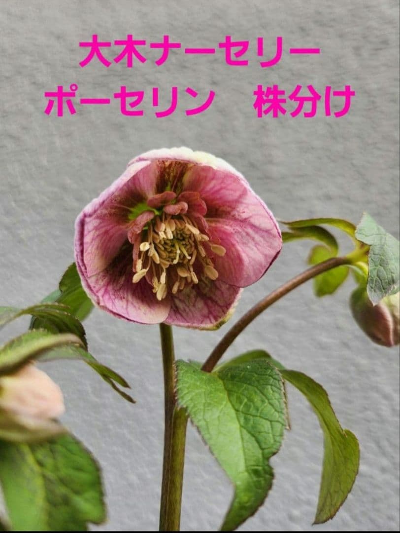 〈匿名発送〉 131 クリスマスローズ sd ポーセリン ピンク 大木ナーセリ