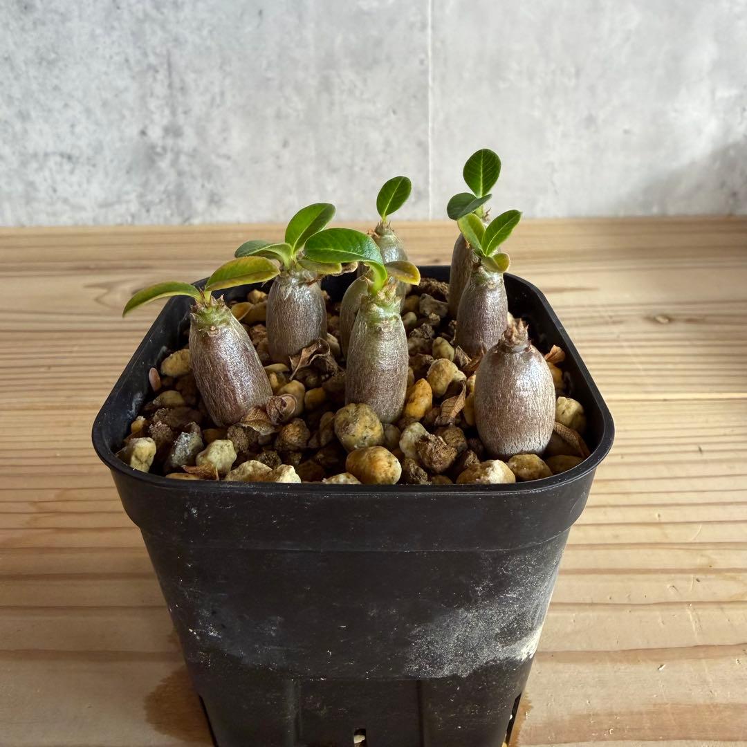 9株セット　パキポディウムウィンゾリー 国内実生株