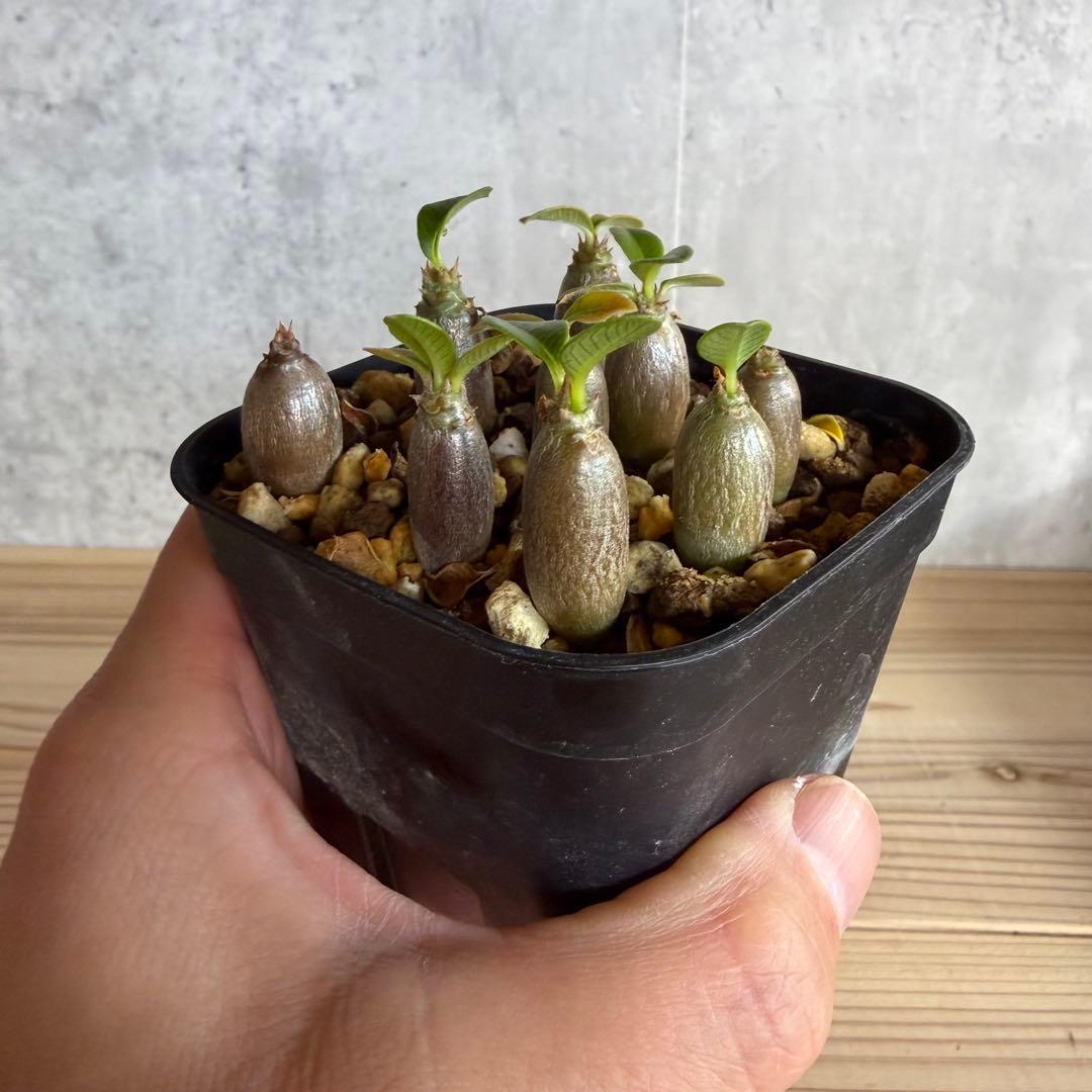 9株セット　パキポディウムウィンゾリー 国内実生株