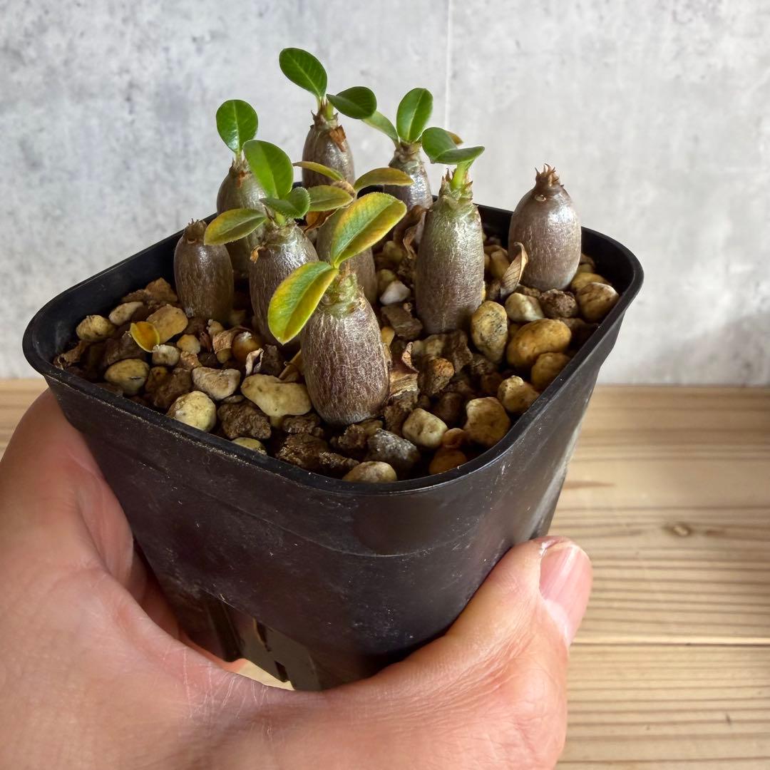 9株セット　パキポディウムウィンゾリー 国内実生株