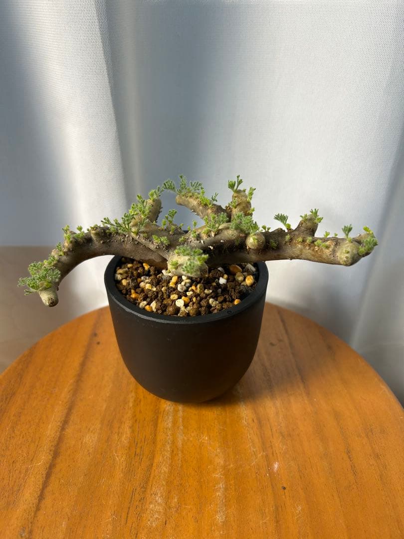 良型発根済サルコカウロン ムルチフィズム モンソニア ムルチフィダ パキプス