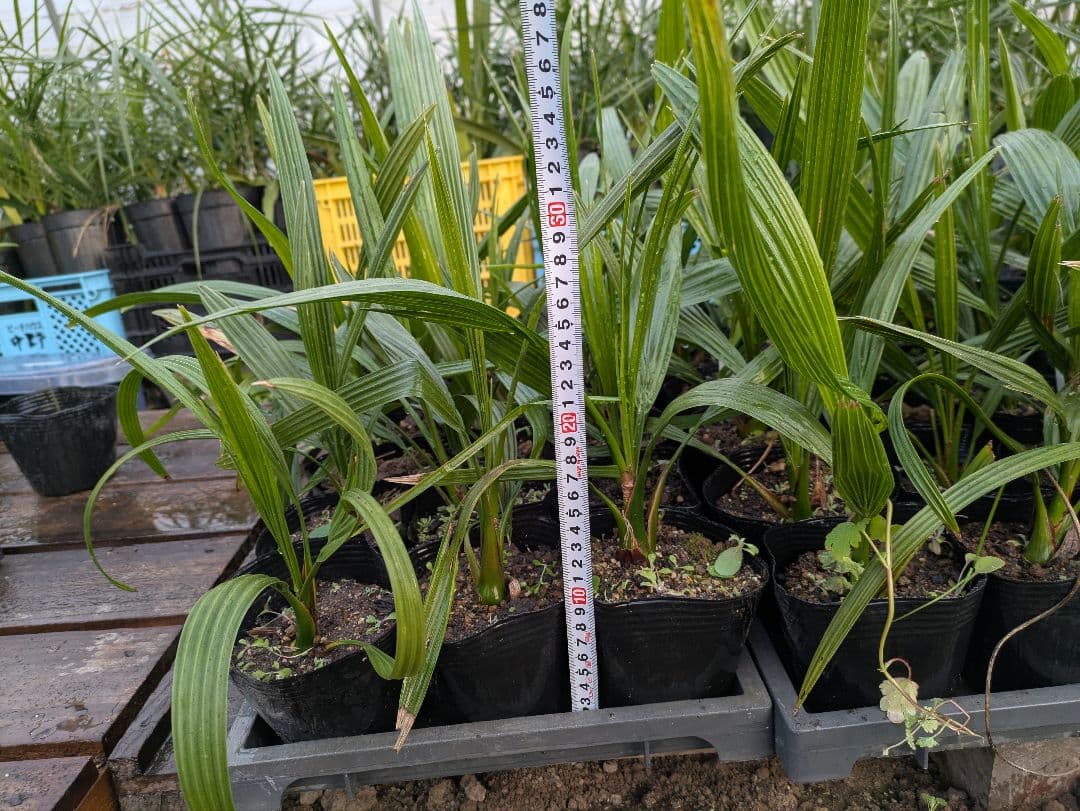 なるべく元気なのだけ選びました。カナリーヤシ50株