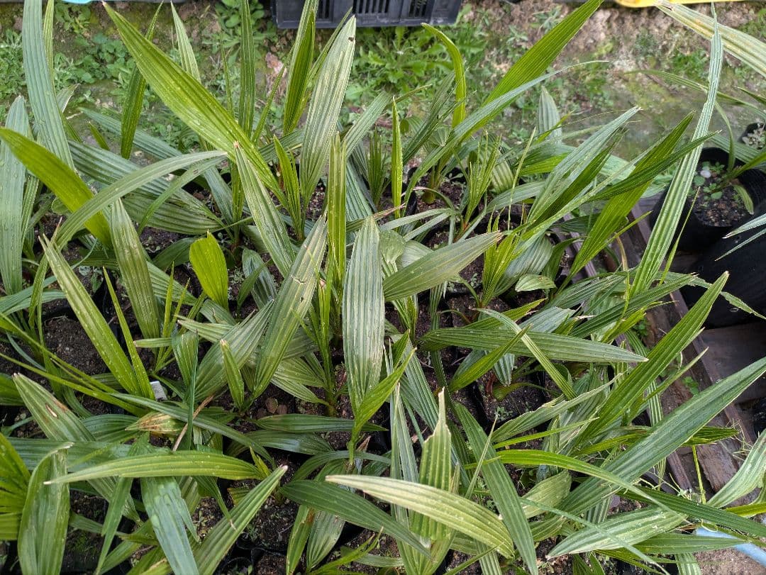 なるべく元気なのだけ選びました。カナリーヤシ50株