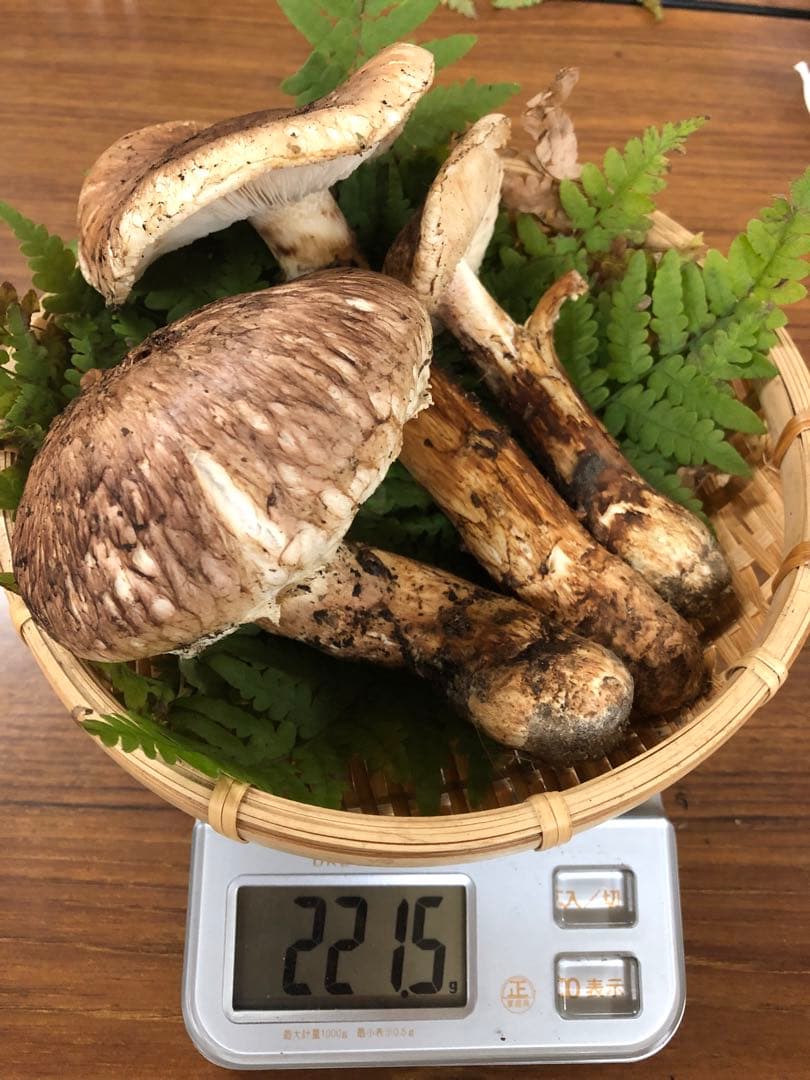 岩手県産　訳あり天然松茸（221.5g）③