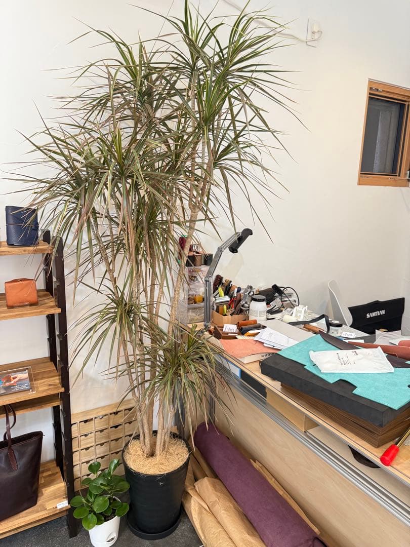 s*e様 (引き取り限定)ドラセナ・コンシンネ “レインボー”