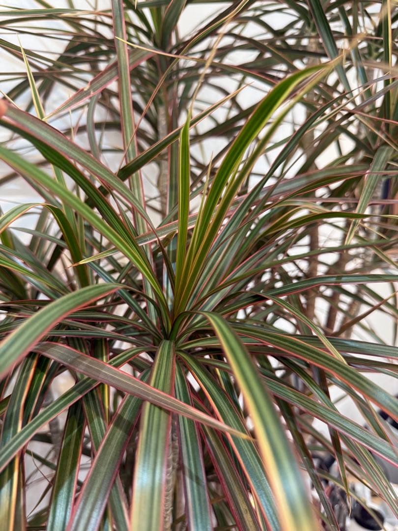 s*e様 (引き取り限定)ドラセナ・コンシンネ “レインボー”