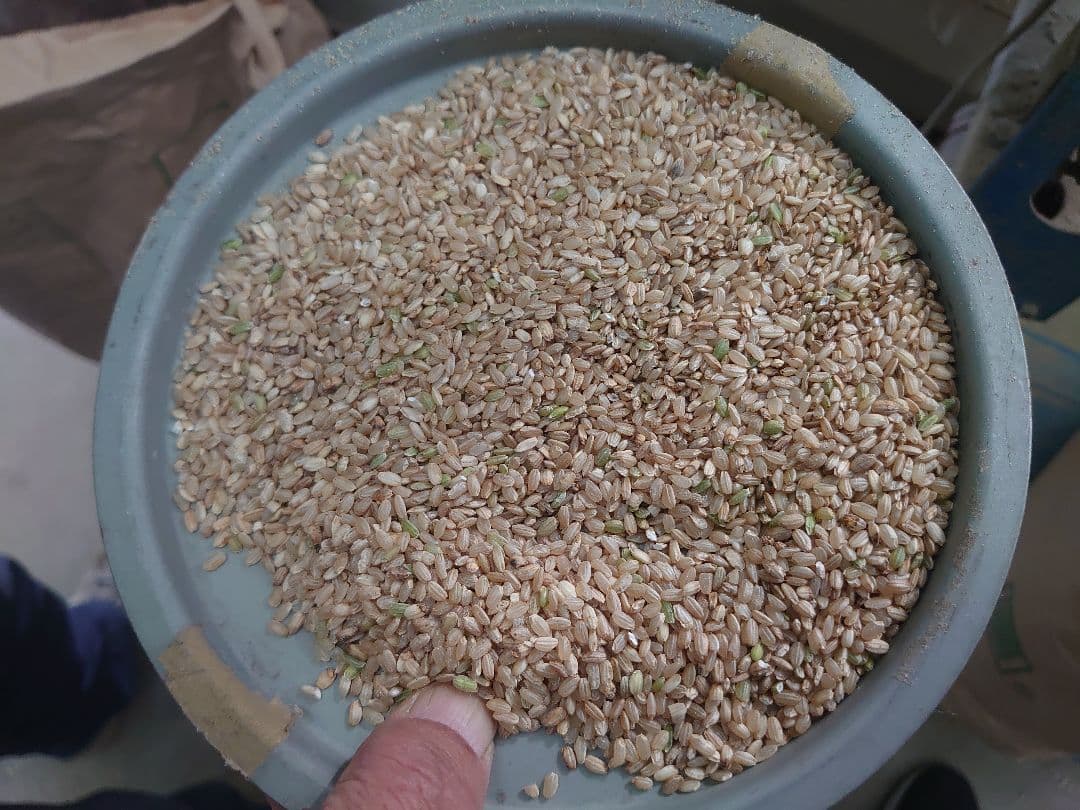 令和7年度 新米 中米 群馬県産 あさひの夢 玄米30㎏