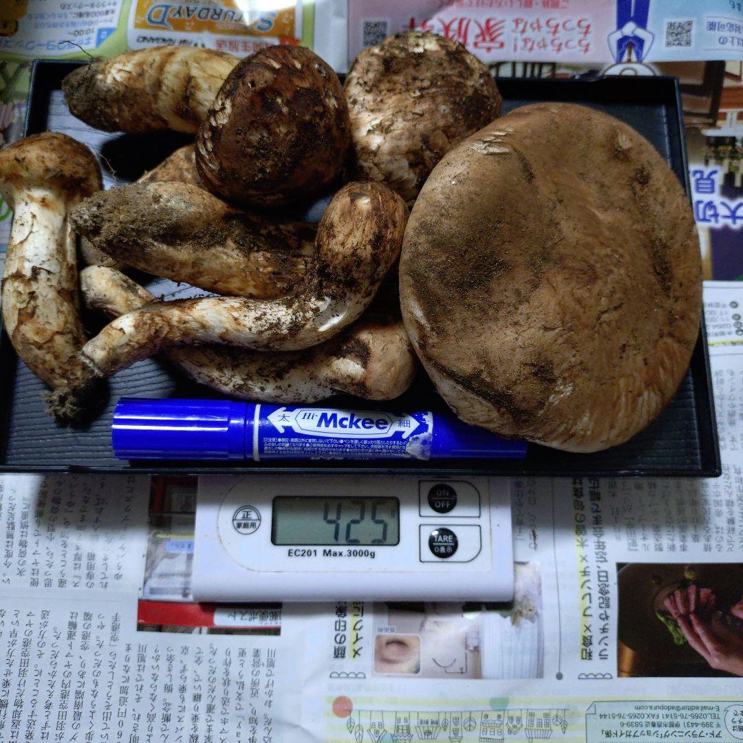 長野県産　南信州産　松茸　425g　③