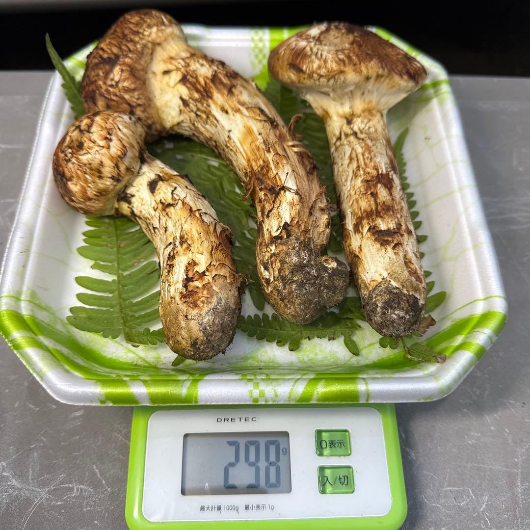 岩手県産　採れたて！　マツタケ　松茸　まつたけ　国産　天然