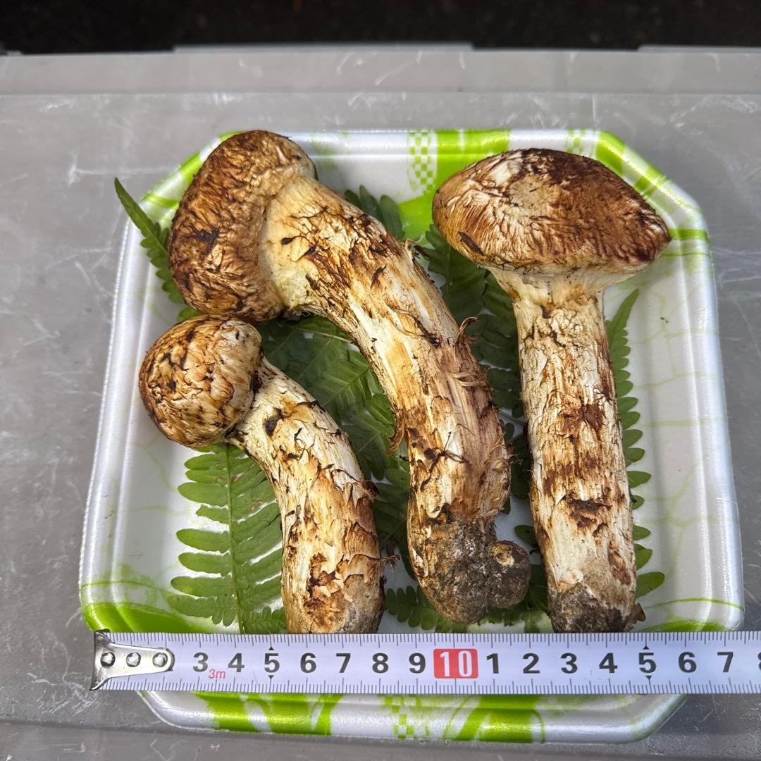 岩手県産　採れたて！　マツタケ　松茸　まつたけ　国産　天然