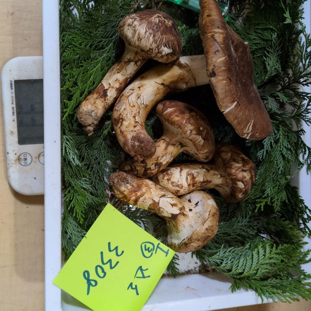 和歌山松茸 新鮮朝市　込み込み　330㌘