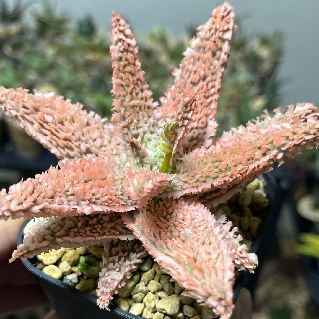 Belfiore Succulentsのアロエ・ハイブリッド　抜き苗