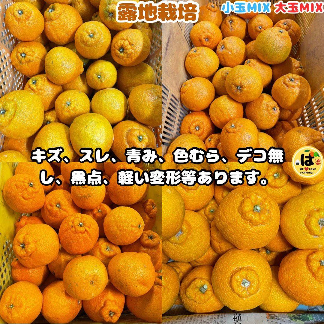 ※確認用　大玉MIX箱込み9.5kg以上【露地栽培　不知火　デコポン　肥の豊】
