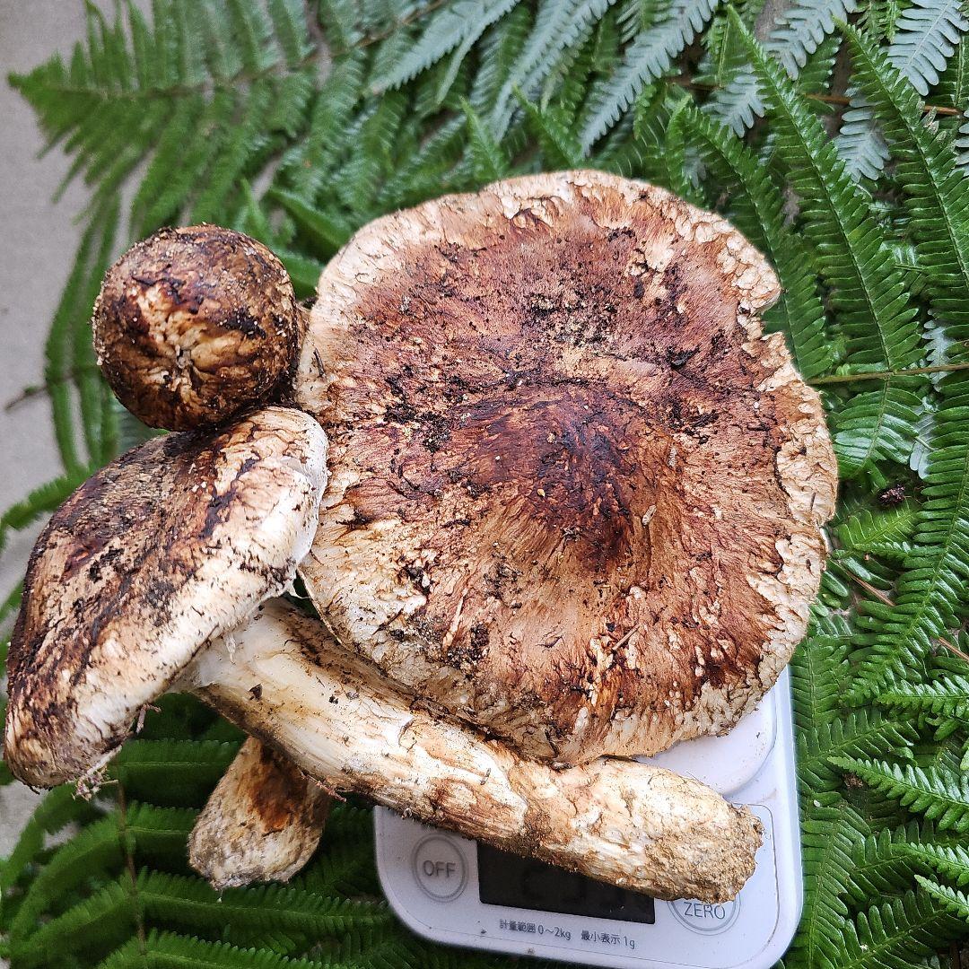 広島県産 松茸 254g