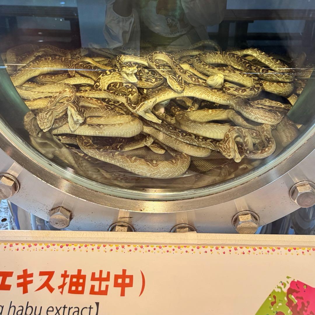 億万長蛇　ハブ入りハブ酒　南都酒造所購入