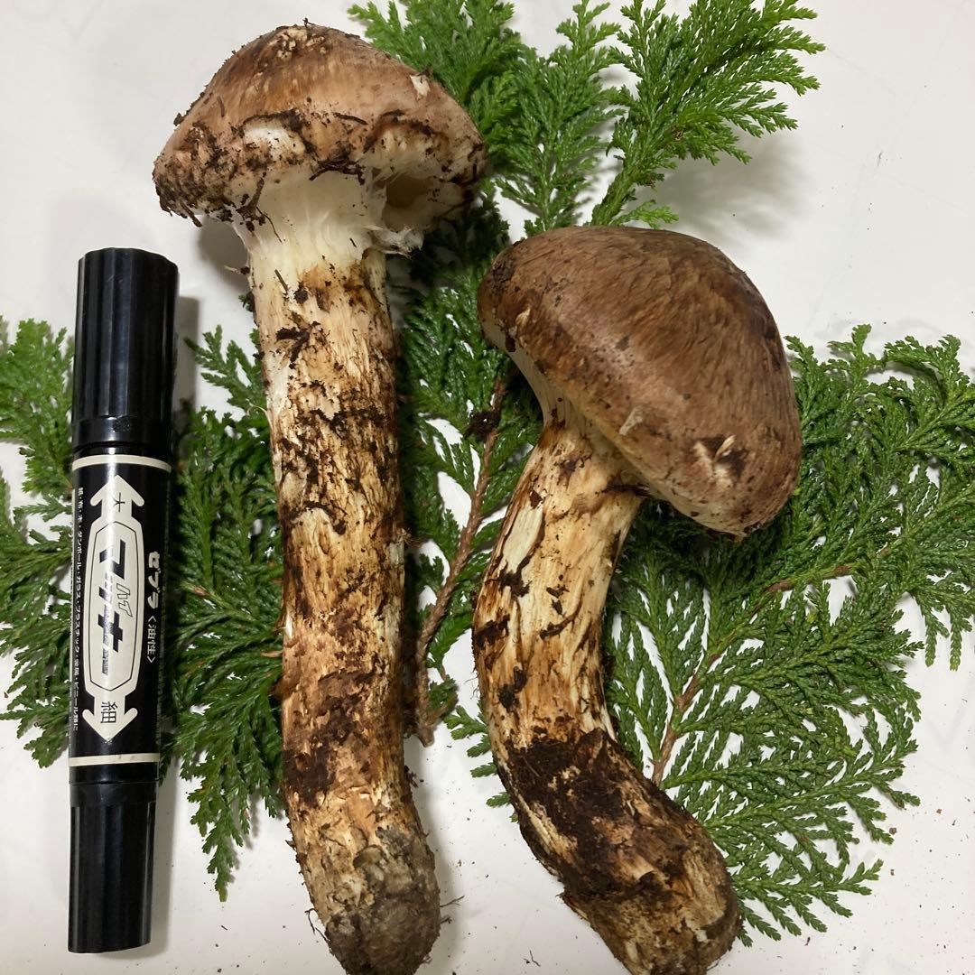 岩手県産　松茸　２本(180g)