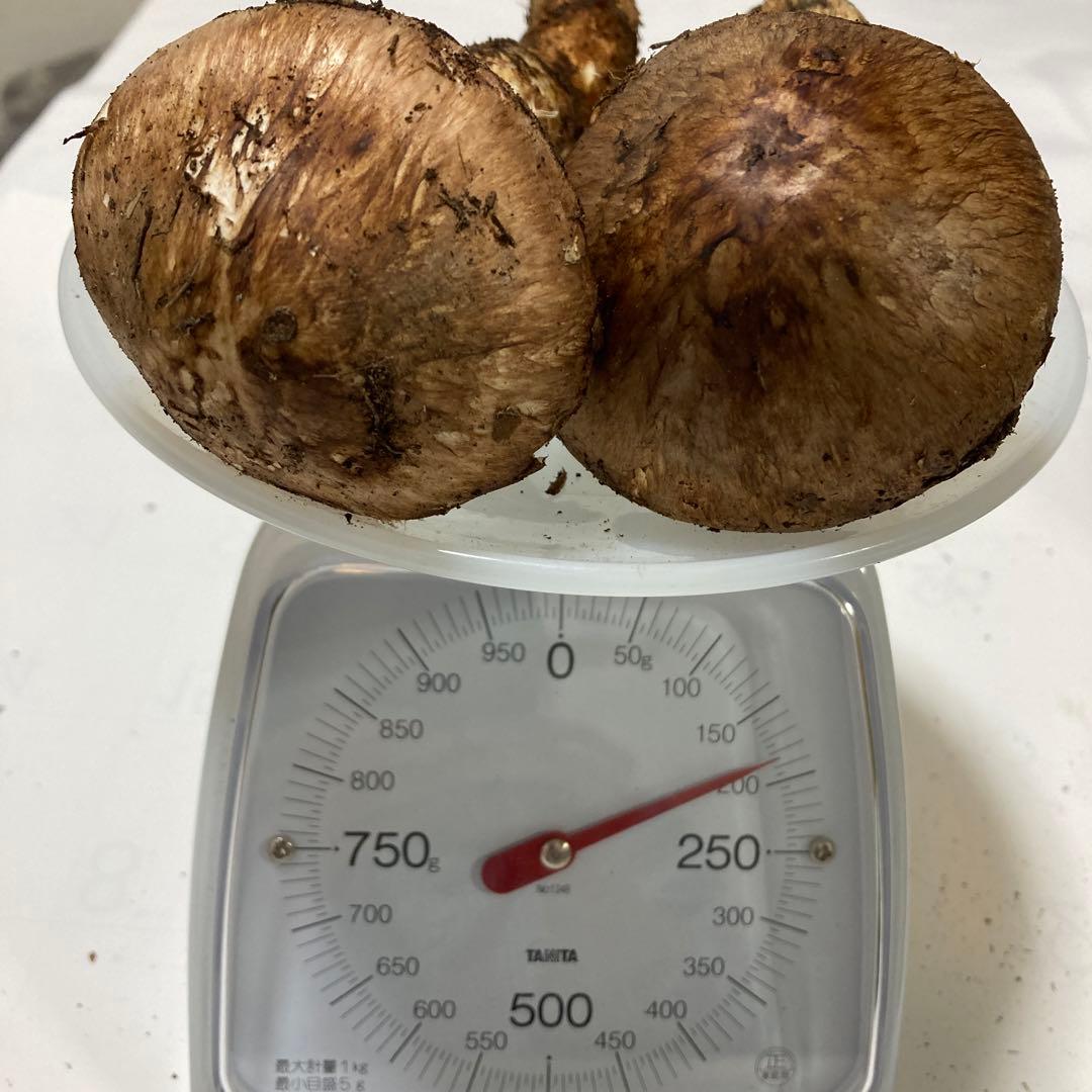 岩手県産　松茸　２本(180g)
