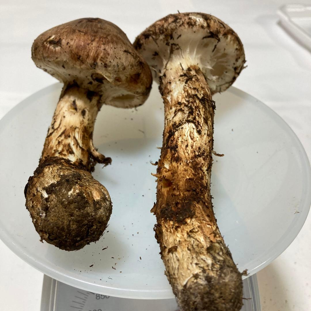 岩手県産　松茸　２本(180g)