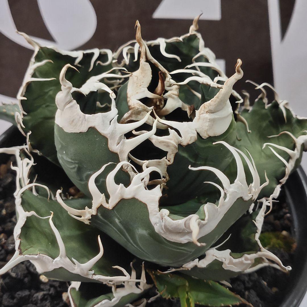 731【上澳園芸】 アガベ チタノタ 悪魔くん メデューサ 良質子株