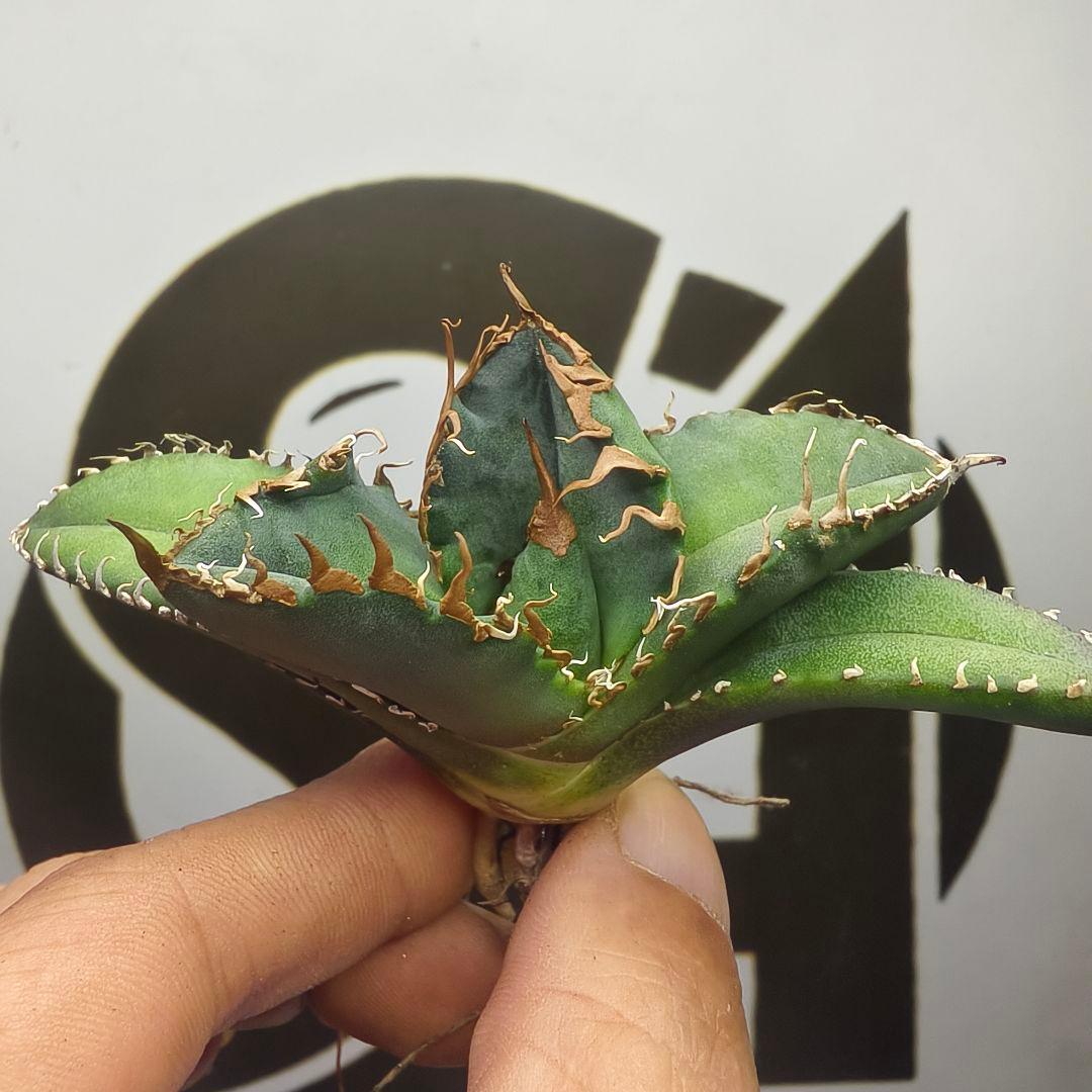 731【上澳園芸】 アガベ チタノタ 悪魔くん メデューサ 良質子株