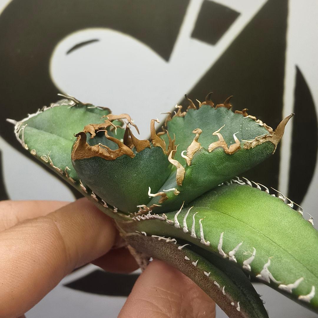 731【上澳園芸】 アガベ チタノタ 悪魔くん メデューサ 良質子株