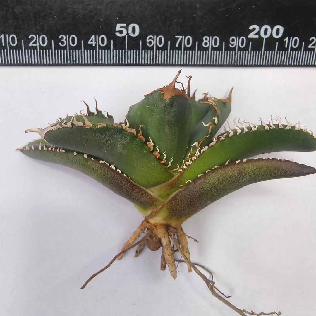 731【上澳園芸】 アガベ チタノタ 悪魔くん メデューサ 良質子株