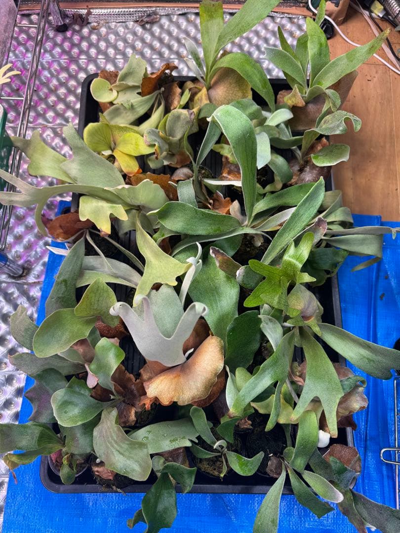 f*_様 30株くらい　ビカクシダ　色々