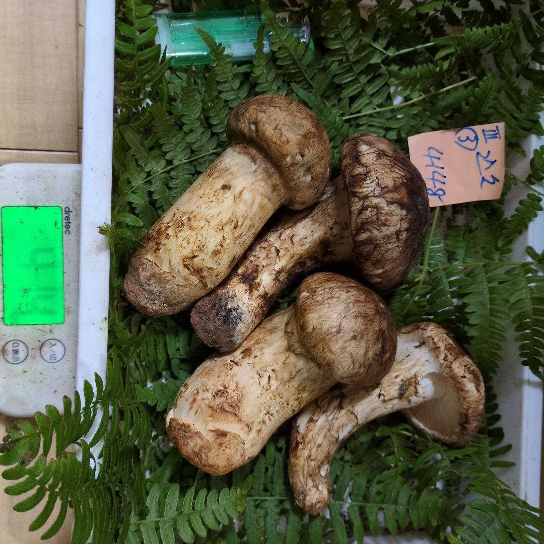 和歌山松茸　新鮮朝市　込み込み　414㌘