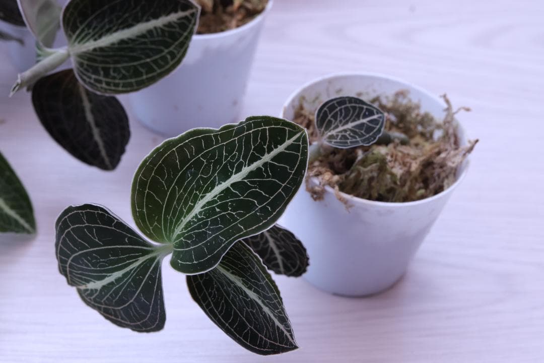 【まとめ売り 11株】アネクトキルス ロクスバーギー３種