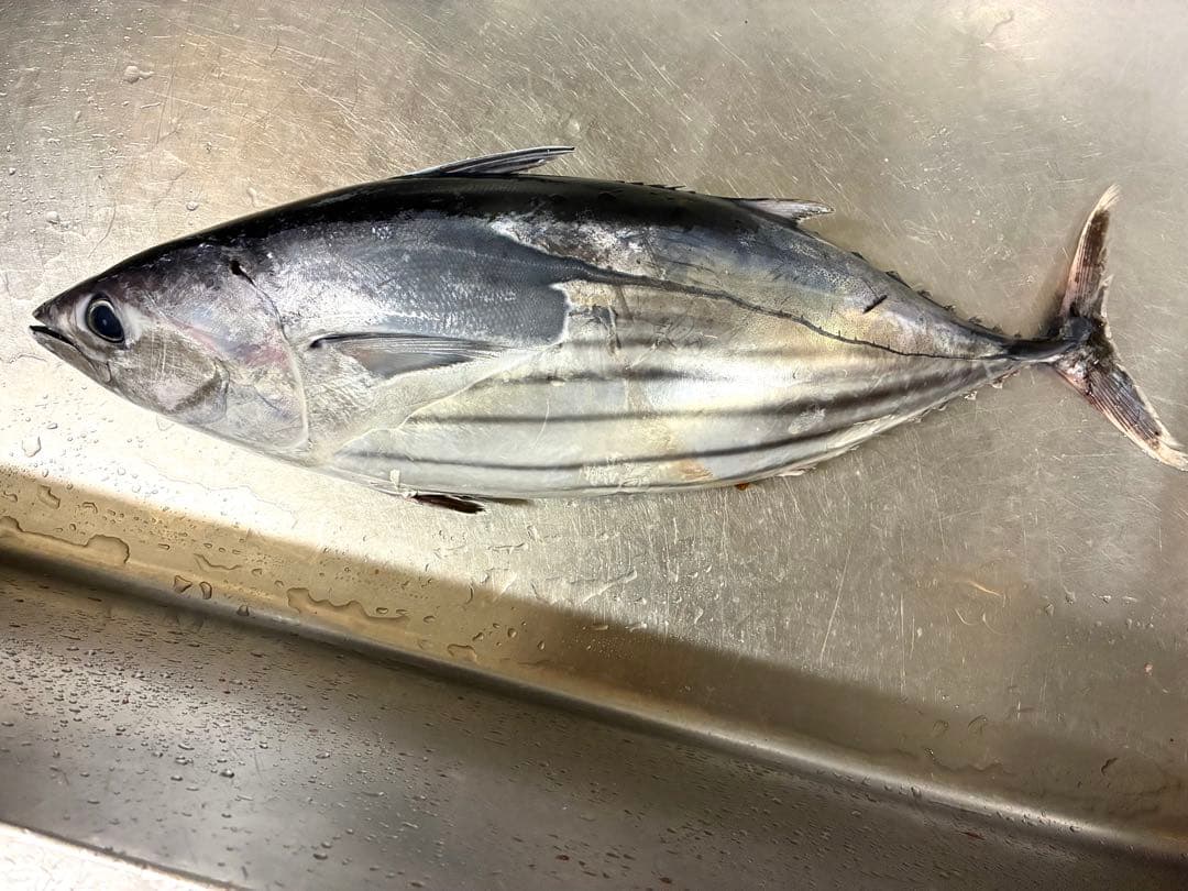 港直送 天然新鮮鰹 約85cm 7〜8キロ