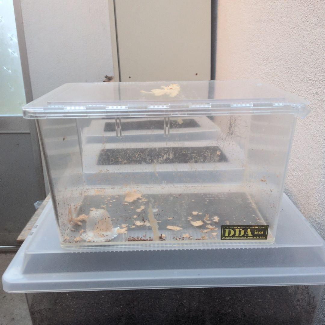 幼虫飼育用プラスチックケース